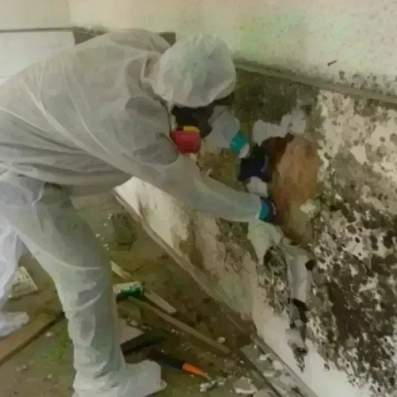 Mold Remediation and Removal in Roaming Shores, OH